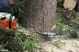 Best Storm Damage Tree Cleanup  in Floresville, TX